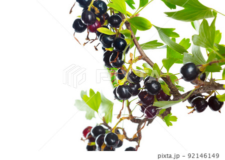 Berries black currant with green leaf. Fresh fruit, isolated on white background. Berries black currant with green leaf. Fresh fruit, isolated on white background. 92146149