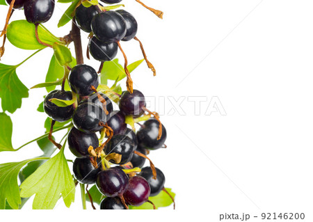 Berries black currant with green leaf. Fresh fruit, isolated on white background. Berries black currant with green leaf. Fresh fruit, isolated on white background. 92146200