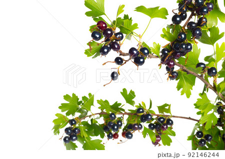 Berries black currant with green leaf. Fresh fruit, isolated on white background. Berries black currant with green leaf. Fresh fruit, isolated on white background. 92146244