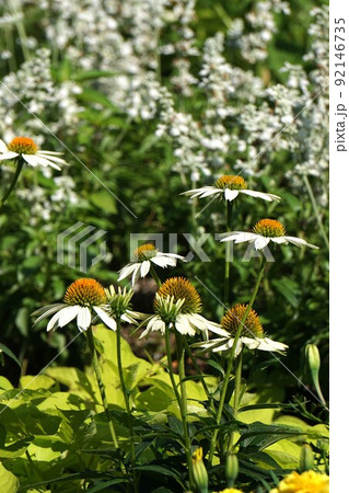 白いエキナセアの花 白いエキナセアの花 92146735