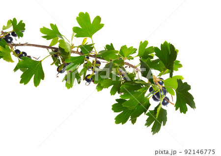 Berries black currant with green leaf. Fresh fruit, isolated on white background. 92146775