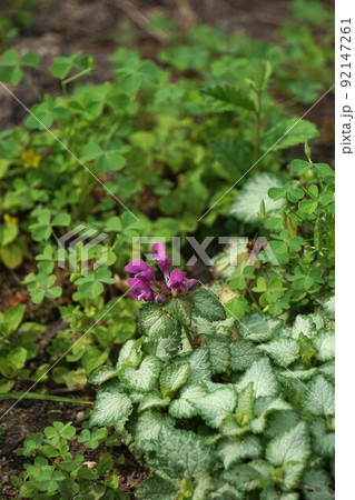 斑入りオドリコソウの花 斑入りオドリコソウの花 92147261