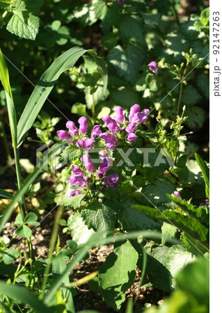 斑入りオドリコソウの花 92147263