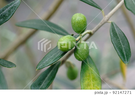 オリーブの実　シプレッシーノ 92147271