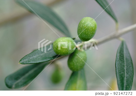 オリーブの実　シプレッシーノ 92147272