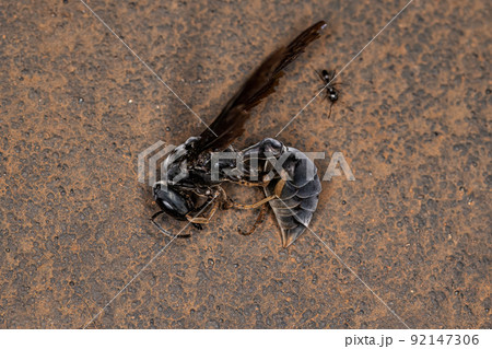 Dead Adult Female Warrior Wasp 92147306