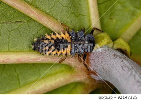 Asian Lady Beetle Larva Asian Lady Beetle Larva 92147325