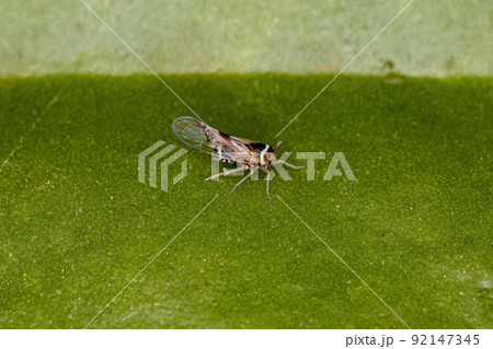 Adult Planthopper Insect 92147345