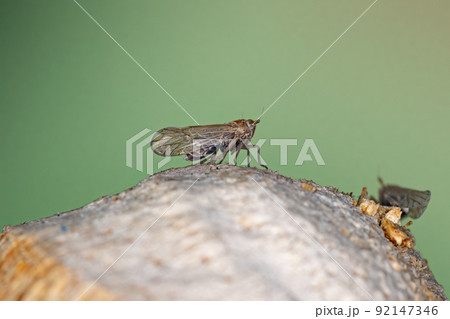 Adult Planthopper Insect 92147346