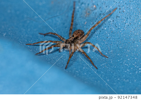 Small Wolf Spider 92147348