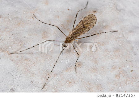 Adult Limoniid Crane Fly 92147357