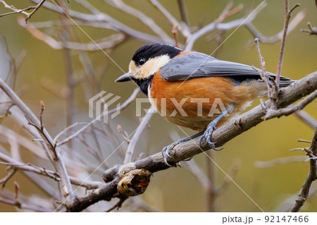 鳴き真似や芸をこなす器用な鳥 ヤマガラ 92147466