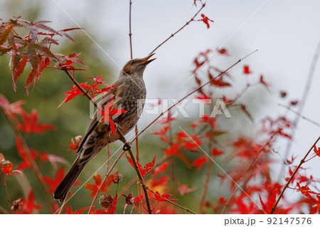 賑やかで目立つために日本では身近でも海外では珍鳥ヒヨドリと赤い実 92147576