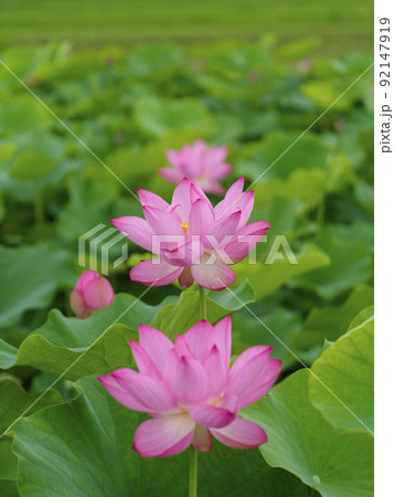 早朝の池に咲く蓮の花 92147919