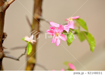 カリンの花 カリンの花 92148031