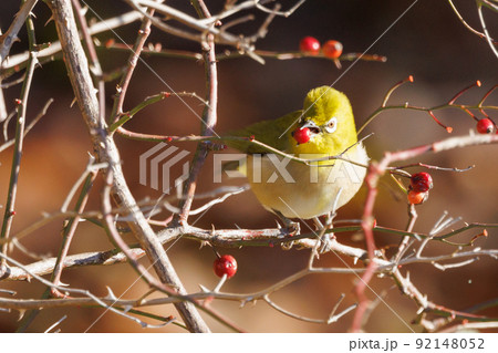 ウグイスと間違われる緑色の体と白い眼鏡が特徴の鳥メジロ ウグイスと間違われる緑色の体と白い眼鏡が特徴の鳥メジロ 92148052