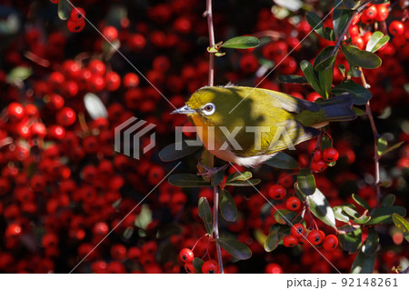 ウグイスと間違われる緑色の体と白い眼鏡が特徴の鳥メジロ 92148261
