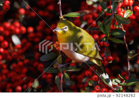 ウグイスと間違われる緑色の体と白い眼鏡が特徴の鳥メジロ 92148262