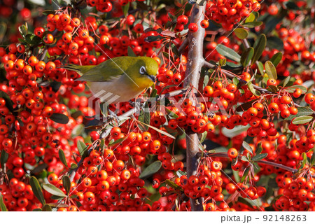 ウグイスと間違われる緑色の体と白い眼鏡が特徴の鳥メジロ 92148263