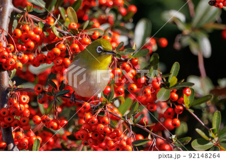 ウグイスと間違われる緑色の体と白い眼鏡が特徴の鳥メジロ 92148264