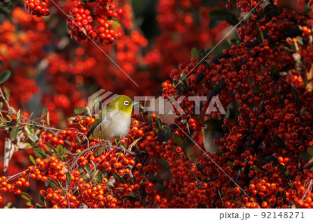 ウグイスと間違われる緑色の体と白い眼鏡が特徴の鳥メジロ 92148271