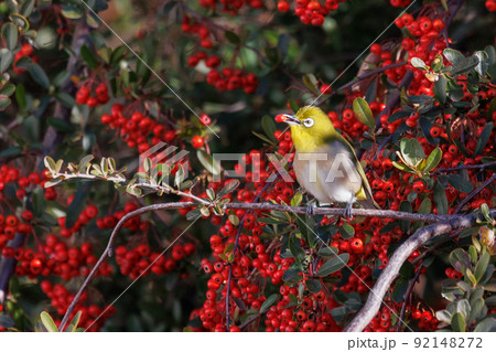 ウグイスと間違われる緑色の体と白い眼鏡が特徴の鳥メジロ ウグイスと間違われる緑色の体と白い眼鏡が特徴の鳥メジロ 92148272