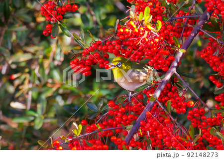 ウグイスと間違われる緑色の体と白い眼鏡が特徴の鳥メジロ 92148273