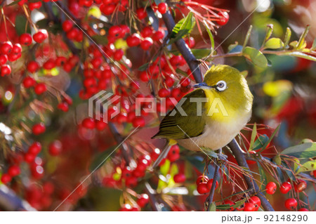 ウグイスと間違われる緑色の体と白い眼鏡が特徴の鳥メジロ 92148290