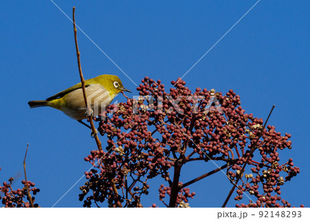 ウグイスと間違われる緑色の体と白い眼鏡が特徴の鳥メジロ 92148293