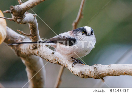 愛くるしい仕草で小さな白い鳥 エナガ 愛くるしい仕草で小さな白い鳥 エナガ 92148457