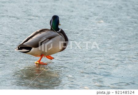 Ducks on the transparent ice of a frozen river on a frosty Sunny winter day. 92148524