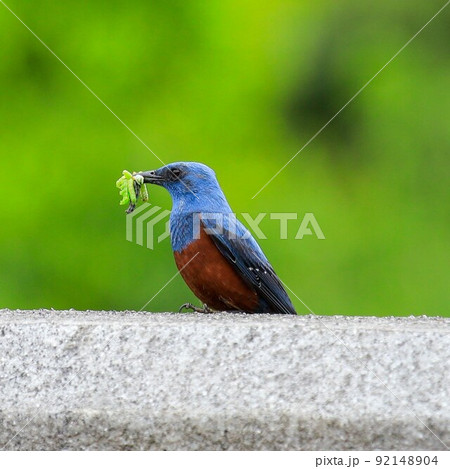 イソヒヨドリ 92148904