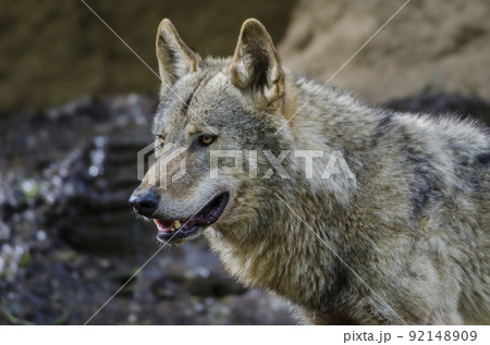 狼 イヌ科 動物 オオカミ タイリクオオカミ 犬科 肉食獣 狼 イヌ科 動物 オオカミ タイリクオオカミ 犬科 肉食獣 92148909