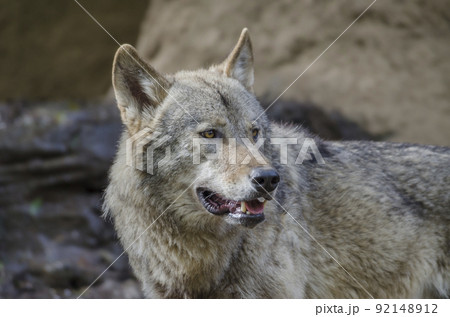 狼　イヌ科　動物　オオカミ　タイリクオオカミ　犬科　肉食獣 92148912