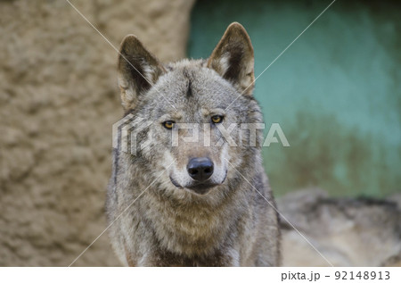 狼　イヌ科　動物　オオカミ　タイリクオオカミ　犬科　肉食獣 92148913