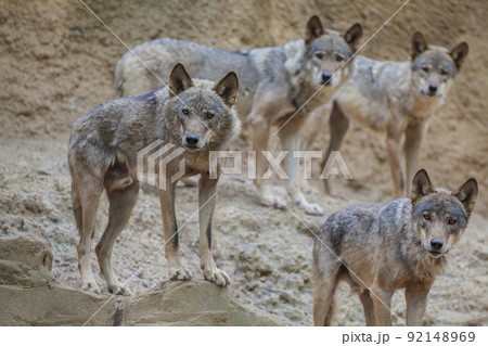 狼　イヌ科　動物　オオカミ　タイリクオオカミ　犬科　肉食獣 92148969