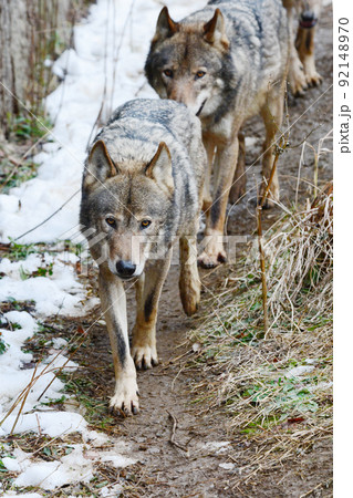 狼　イヌ科　動物　オオカミ　タイリクオオカミ　犬科　肉食獣 92148970