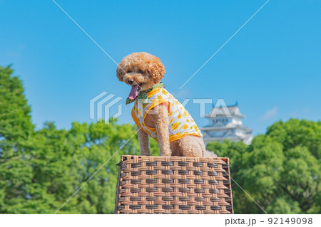 姫路城と犬 92149098