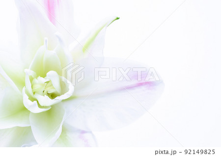 白いユリ 花の写真素材 白いユリ 花の写真素材 92149825