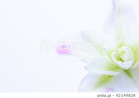 白いユリ　花の写真素材 92149826