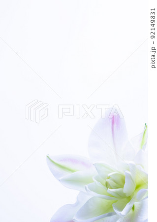 白いユリ　花の写真素材 92149831