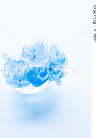 アジサイ　青い花の写真素材 92150085