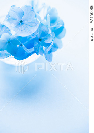 アジサイ　青い花の写真素材 92150086