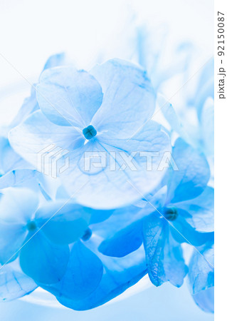 アジサイ　青い花の写真素材 92150087