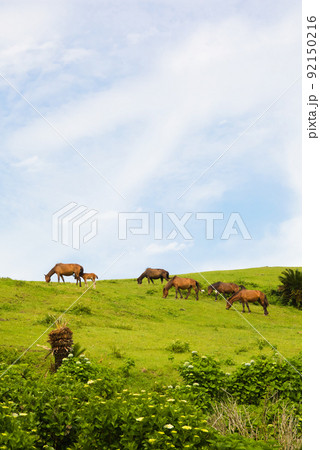 都井岬の馬 92150216