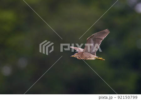 飛翔するホシゴイ/ゴイサギの幼鳥_5 飛翔するホシゴイ/ゴイサギの幼鳥_5 92150799