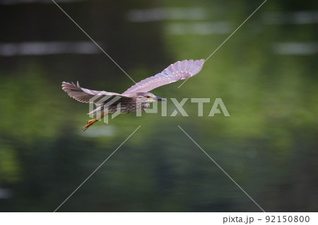 飛翔するホシゴイ／ゴイサギの幼鳥_4 92150800