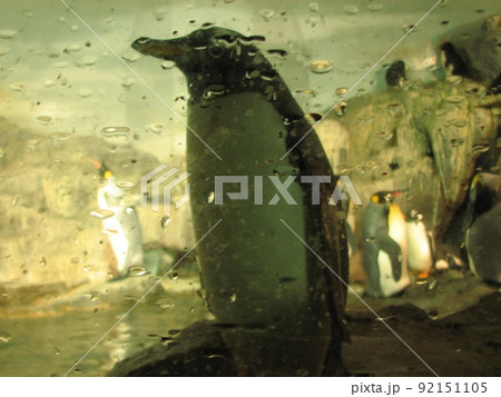 ペンギン 92151105