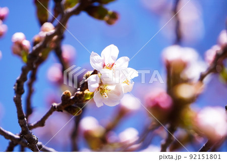 桜の花とつぼみ 桜の花とつぼみ 92151801