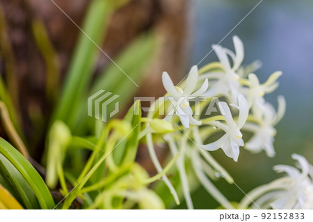 樹に着生したフウラン 樹に着生したフウラン 92152833